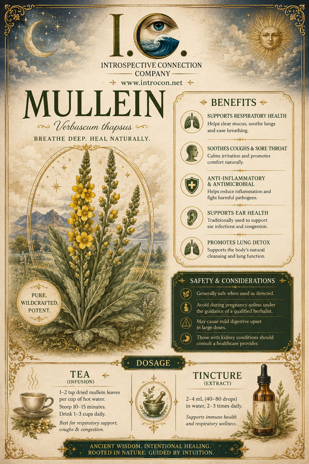 Mullein (Loose Tea & Tea Bags)